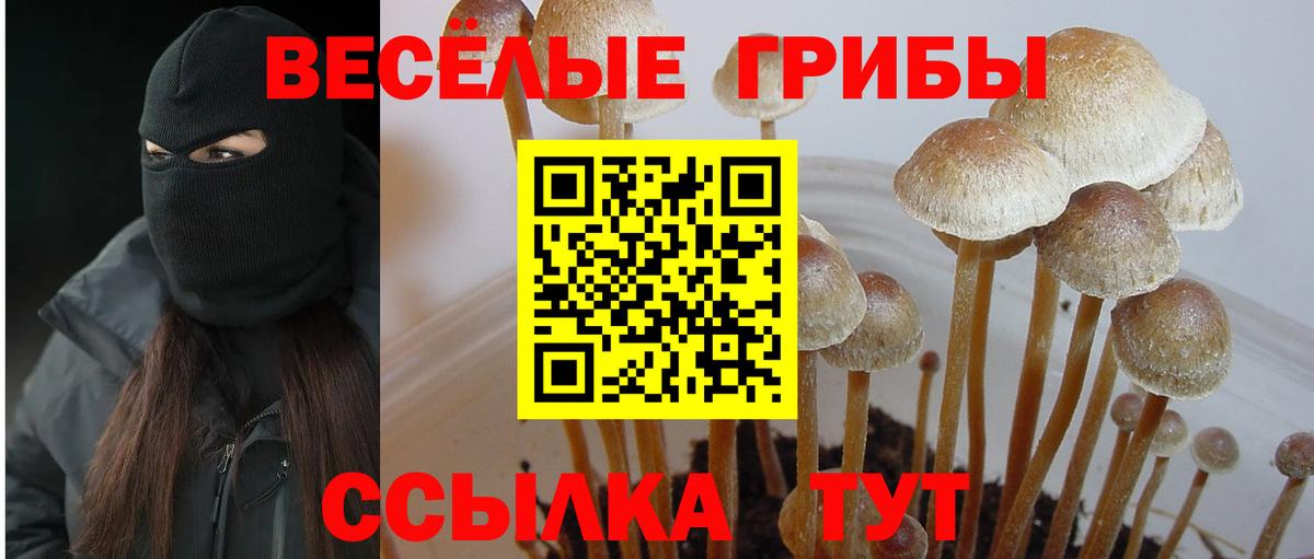 Псилоцибиновые грибы Psilocybe Черкесск